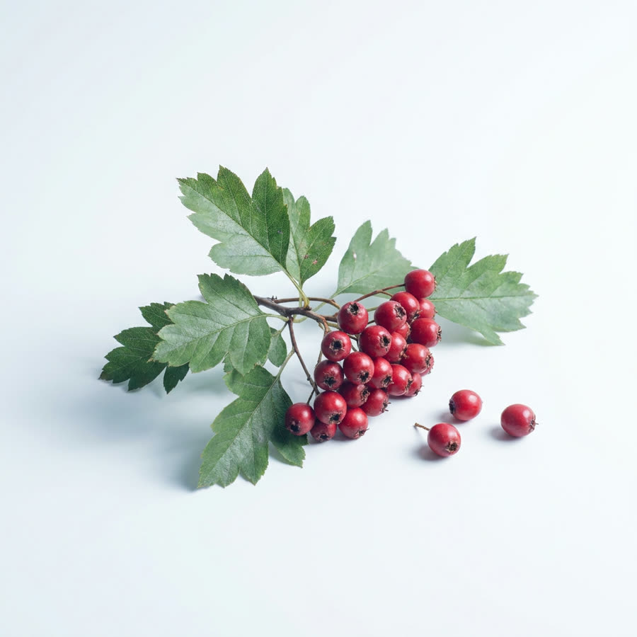 Hawthorn